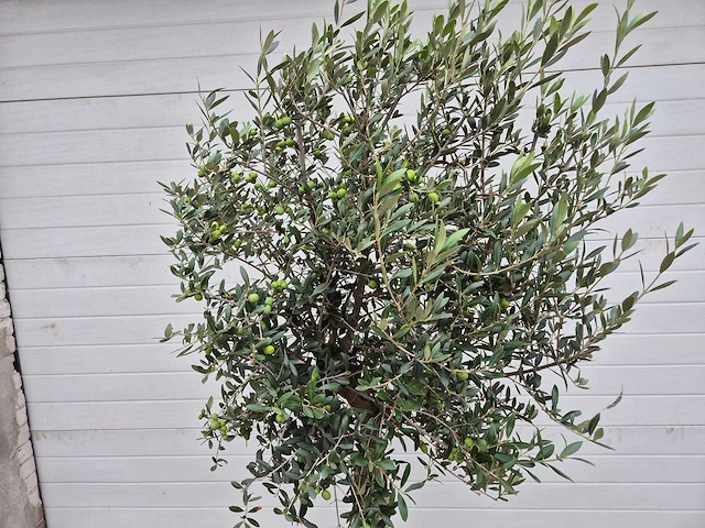 Olijfboom florida - olea europaea - hoogte ca. 170 cm - afbeelding 2 van  2