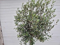 Olijfboom florida - olea europaea - hoogte ca. 170 cm - afbeelding 2 van  2