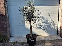 Olijfboom florida - olea europaea - hoogte ca. 175 cm - afbeelding 1 van  3