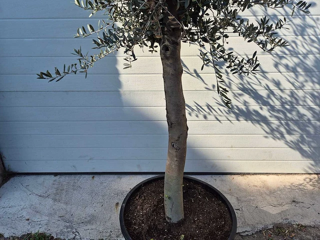 Olijfboom florida - olea europaea - hoogte ca. 175 cm - afbeelding 2 van  3