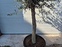 Olijfboom florida - olea europaea - hoogte ca. 175 cm - afbeelding 2 van  3