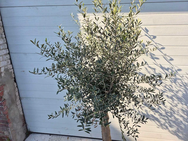 Olijfboom florida - olea europaea - hoogte ca. 175 cm - afbeelding 3 van  3