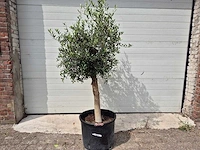 Olijfboom florida - olea europaea - hoogte ca. 175 cm - afbeelding 1 van  3