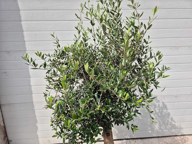 Olijfboom florida - olea europaea - hoogte ca. 175 cm - afbeelding 2 van  3