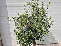 Olijfboom florida - olea europaea - hoogte ca. 175 cm - afbeelding 2 van  3