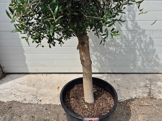 Olijfboom florida - olea europaea - hoogte ca. 175 cm - afbeelding 3 van  3