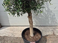 Olijfboom florida - olea europaea - hoogte ca. 175 cm - afbeelding 3 van  3