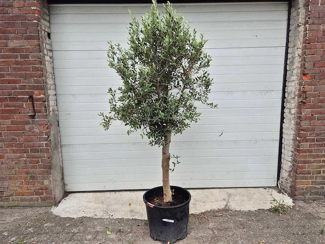 Olijfboom florida - olea europaea - hoogte ca. 175 cm - afbeelding 1 van  3