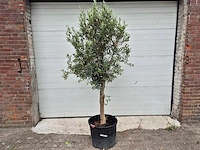 Olijfboom florida - olea europaea - hoogte ca. 175 cm - afbeelding 1 van  3