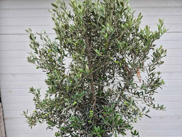Olijfboom florida - olea europaea - hoogte ca. 175 cm - afbeelding 2 van  3
