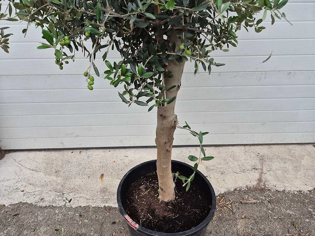 Olijfboom florida - olea europaea - hoogte ca. 175 cm - afbeelding 3 van  3