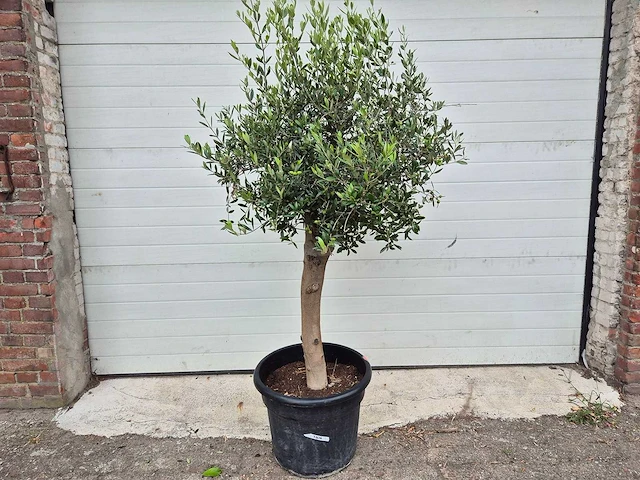 Olijfboom florida - olea europaea - hoogte ca. 175 cm - afbeelding 1 van  3