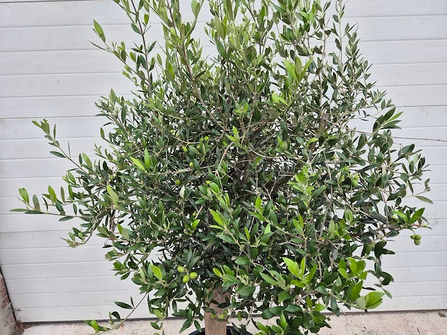 Olijfboom florida - olea europaea - hoogte ca. 175 cm - afbeelding 2 van  3