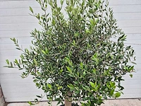 Olijfboom florida - olea europaea - hoogte ca. 175 cm - afbeelding 2 van  3