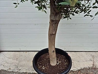 Olijfboom florida - olea europaea - hoogte ca. 175 cm - afbeelding 3 van  3