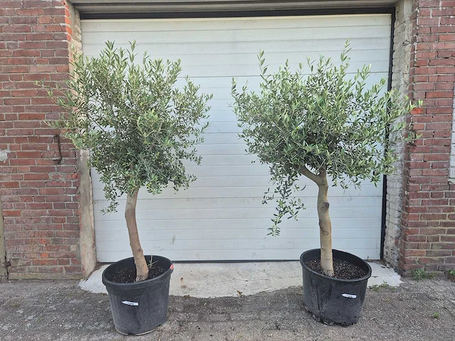 Olijfboom florida - olea europaea - hoogte ca. 180 cm (2x) - afbeelding 1 van  5