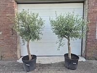 Olijfboom florida - olea europaea - hoogte ca. 180 cm (2x) - afbeelding 1 van  5