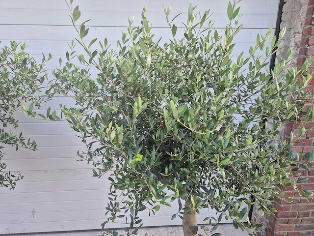 Olijfboom florida - olea europaea - hoogte ca. 180 cm (2x) - afbeelding 2 van  5