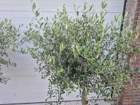 Olijfboom florida - olea europaea - hoogte ca. 180 cm (2x) - afbeelding 2 van  5