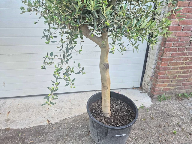 Olijfboom florida - olea europaea - hoogte ca. 180 cm (2x) - afbeelding 3 van  5