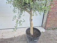 Olijfboom florida - olea europaea - hoogte ca. 180 cm (2x) - afbeelding 3 van  5
