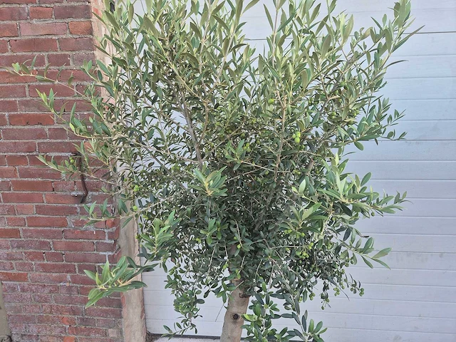 Olijfboom florida - olea europaea - hoogte ca. 180 cm (2x) - afbeelding 4 van  5