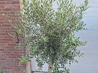 Olijfboom florida - olea europaea - hoogte ca. 180 cm (2x) - afbeelding 4 van  5