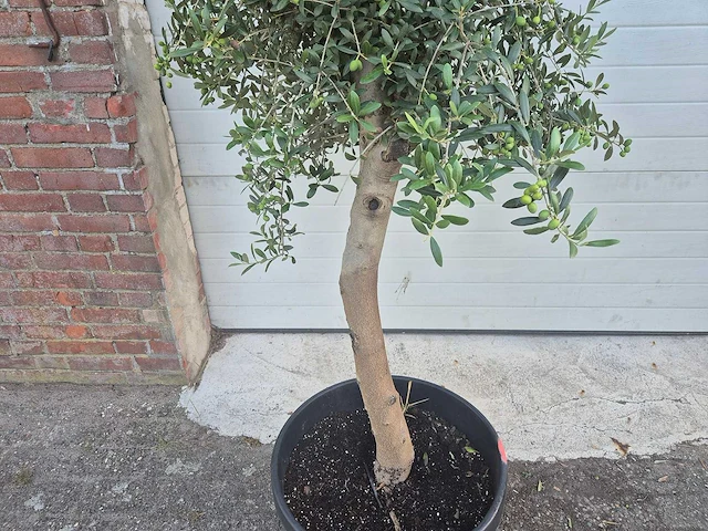 Olijfboom florida - olea europaea - hoogte ca. 180 cm (2x) - afbeelding 5 van  5