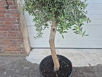 Olijfboom florida - olea europaea - hoogte ca. 180 cm (2x) - afbeelding 5 van  5