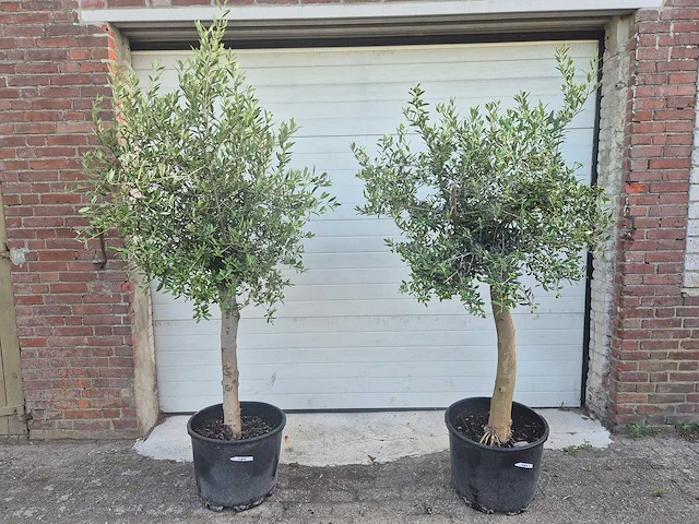 Olijfboom florida - olea europaea - hoogte ca. 180 cm (2x) - afbeelding 1 van  5