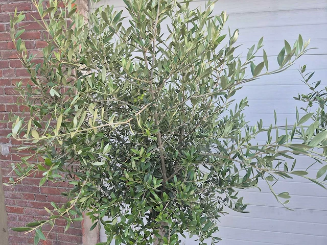 Olijfboom florida - olea europaea - hoogte ca. 180 cm (2x) - afbeelding 2 van  5
