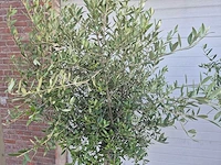 Olijfboom florida - olea europaea - hoogte ca. 180 cm (2x) - afbeelding 2 van  5