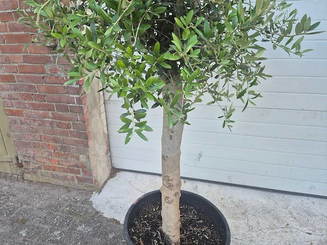 Olijfboom florida - olea europaea - hoogte ca. 180 cm (2x) - afbeelding 3 van  5