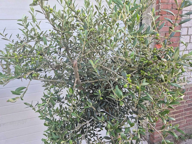 Olijfboom florida - olea europaea - hoogte ca. 180 cm (2x) - afbeelding 4 van  5