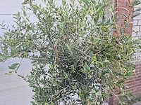 Olijfboom florida - olea europaea - hoogte ca. 180 cm (2x) - afbeelding 4 van  5
