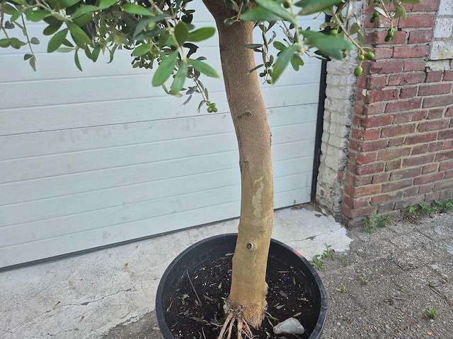 Olijfboom florida - olea europaea - hoogte ca. 180 cm (2x) - afbeelding 5 van  5