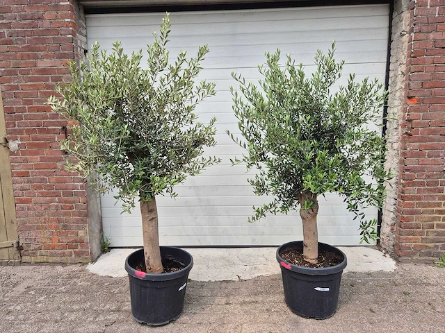 Olijfboom florida - olea europaea - hoogte ca. 180 cm (2x) - afbeelding 1 van  2
