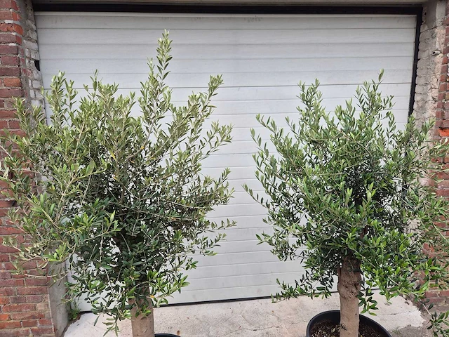 Olijfboom florida - olea europaea - hoogte ca. 180 cm (2x) - afbeelding 2 van  2