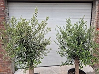 Olijfboom florida - olea europaea - hoogte ca. 180 cm (2x) - afbeelding 2 van  2