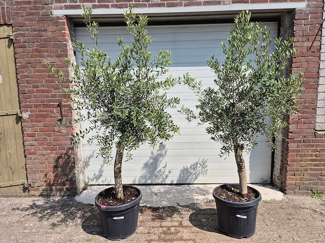 Olijfboom florida - olea europaea - hoogte ca. 180 cm (2x) - afbeelding 1 van  4