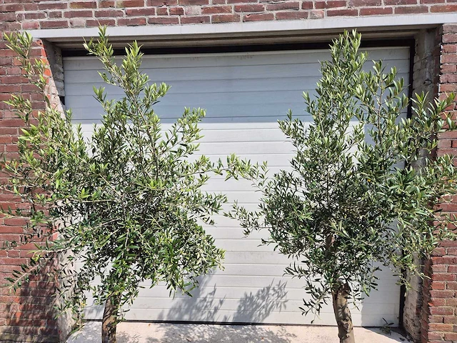 Olijfboom florida - olea europaea - hoogte ca. 180 cm (2x) - afbeelding 2 van  4