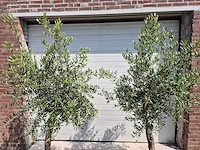 Olijfboom florida - olea europaea - hoogte ca. 180 cm (2x) - afbeelding 2 van  4