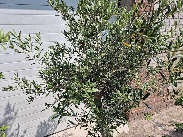 Olijfboom florida - olea europaea - hoogte ca. 180 cm (2x) - afbeelding 3 van  4
