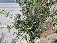 Olijfboom florida - olea europaea - hoogte ca. 180 cm (2x) - afbeelding 3 van  4