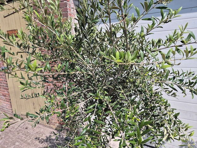 Olijfboom florida - olea europaea - hoogte ca. 180 cm (2x) - afbeelding 4 van  4