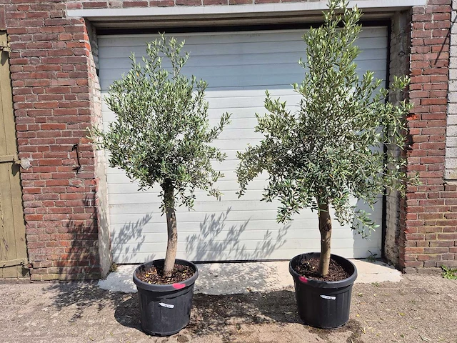 Olijfboom florida - olea europaea - hoogte ca. 180 cm (2x) - afbeelding 1 van  4