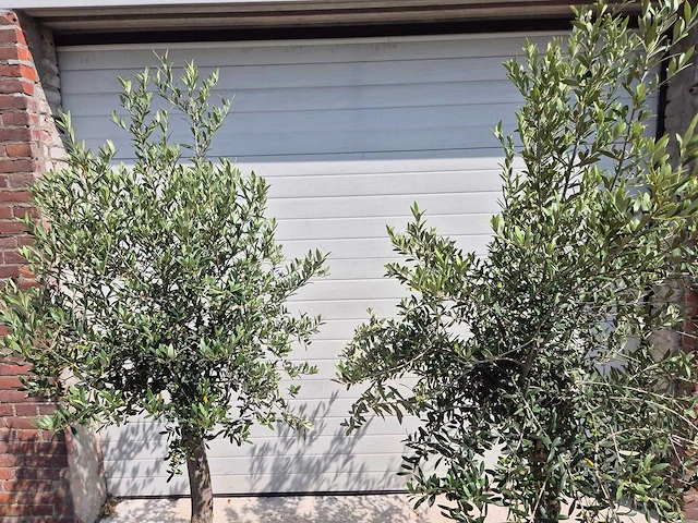 Olijfboom florida - olea europaea - hoogte ca. 180 cm (2x) - afbeelding 2 van  4