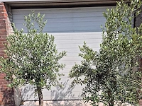 Olijfboom florida - olea europaea - hoogte ca. 180 cm (2x) - afbeelding 2 van  4