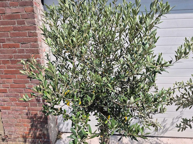 Olijfboom florida - olea europaea - hoogte ca. 180 cm (2x) - afbeelding 3 van  4