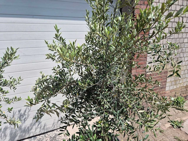Olijfboom florida - olea europaea - hoogte ca. 180 cm (2x) - afbeelding 4 van  4